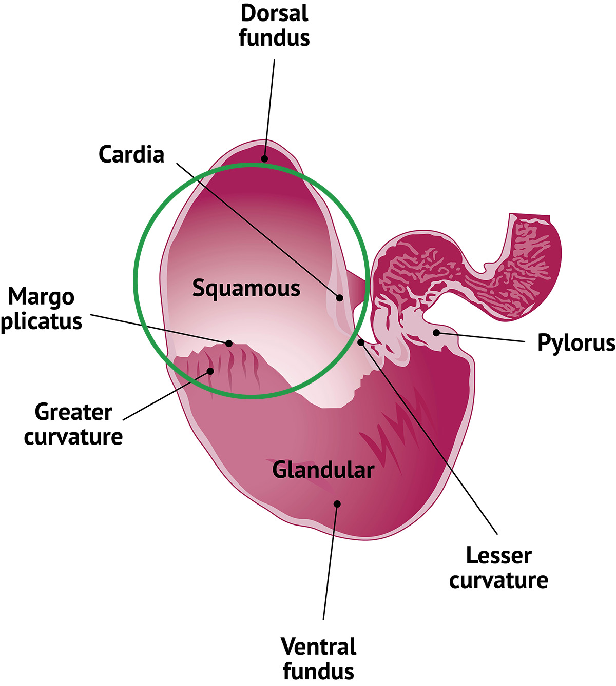labeled diagram of horse's stomach