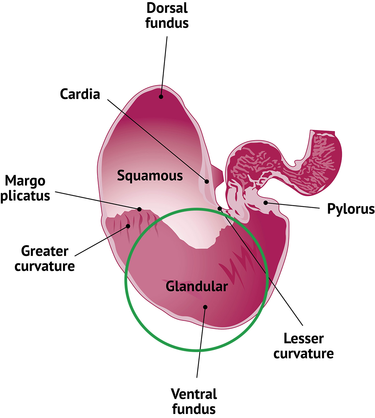 labeled diagram of horse's stomach